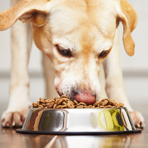 Hundefutter online bestellen
