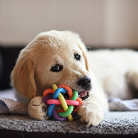 Hundespielzeug online kaufen