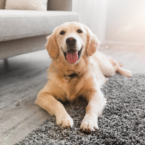 Hundebedarf online kaufen