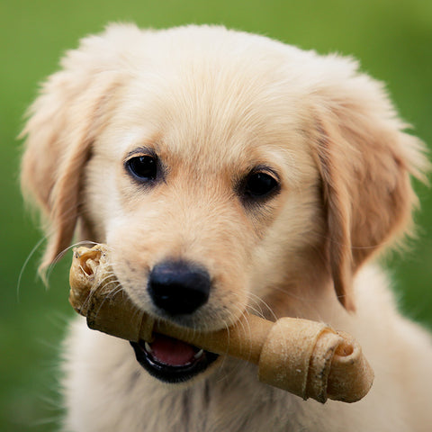 Kauartikel für Hunde kaufen