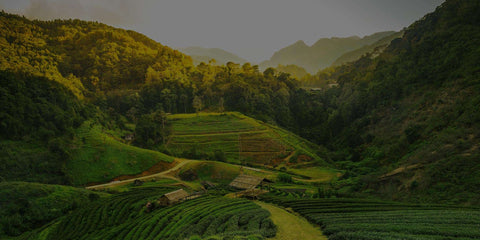 Bio-Teeplantage