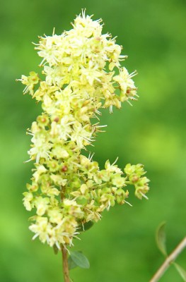 khadi Pflanzenhaarfarbe Goldbraun Bio 100g