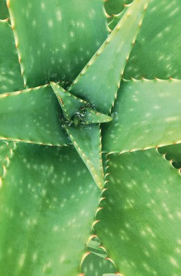 khadi Ayurvedic Care & Styling Spray Wonder Hair Tonic Bio 100ml